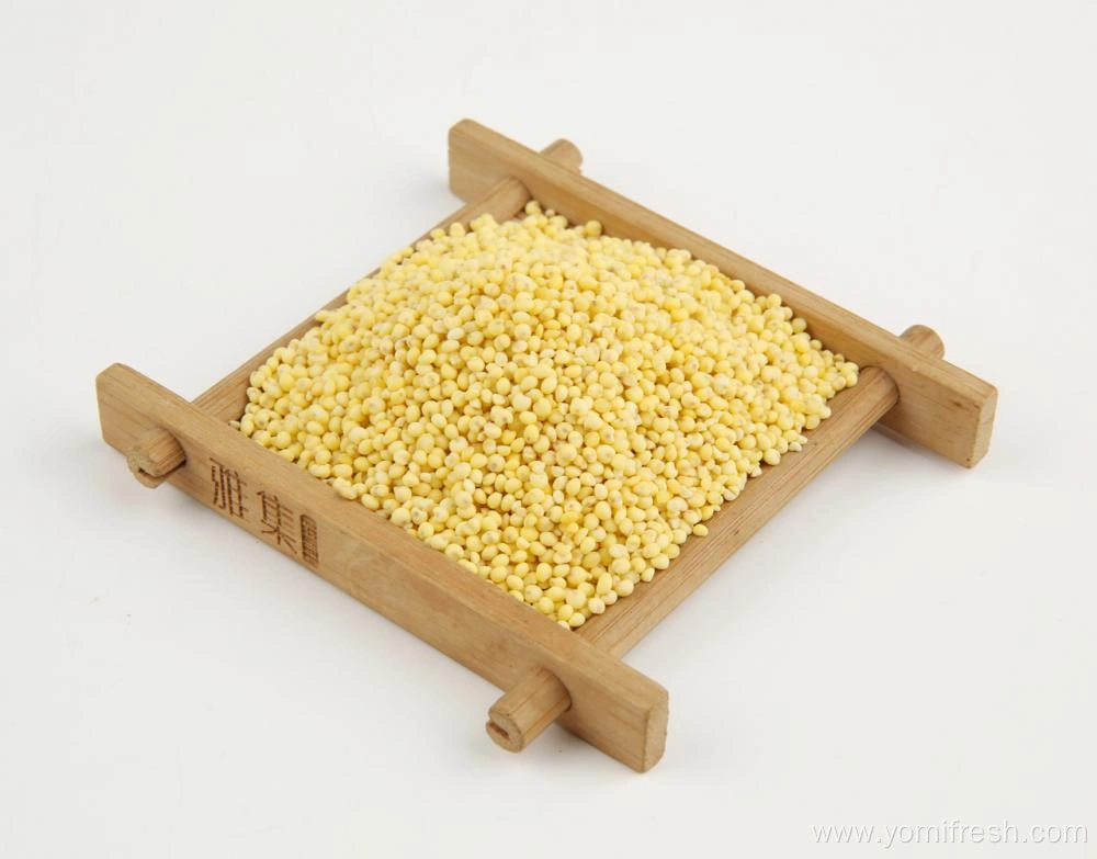 Proso Millet For Sale China Manufacturer